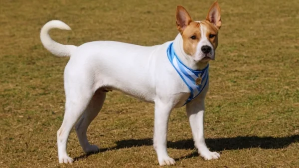 fotos de dogo argentino 4767