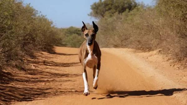 galgo africano 9c13