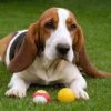 grifon vandeano basset pequeno 0350