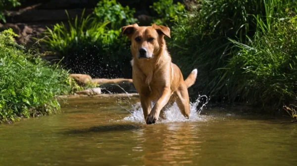 perro de agua americano 5f79