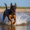 perros kelpie d546