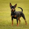 pinscher miniatura colores 9112