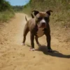 pit bull blue f241