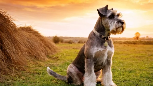 schnauzer gigante gris 119e