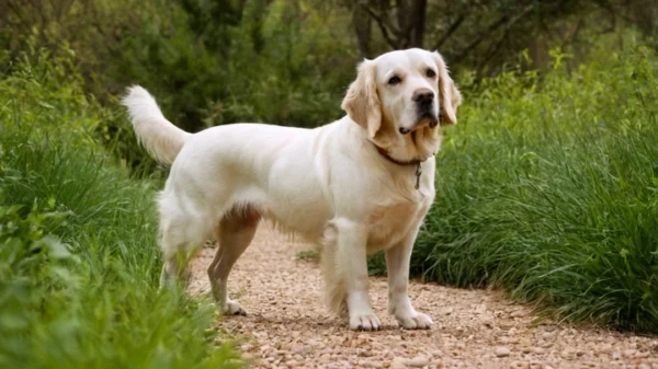 spaniel azul de picardia dcbf