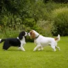 spaniel frances 6b9f