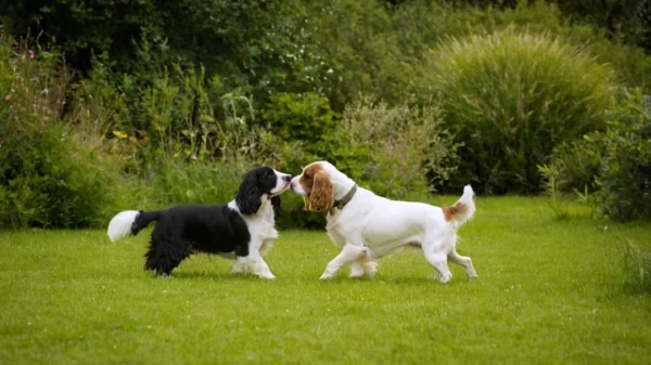 spaniel frances 6b9f