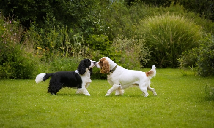 spaniel frances 6b9f