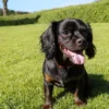 toy spaniel d49c