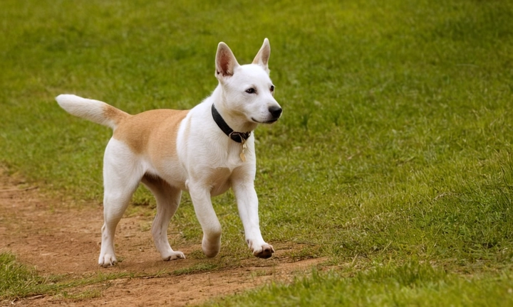 1) Una captura del artículo con su título y subtítulo, en tono serio y elegante; 2) Un esbelto perro canino Bangkaew Tailandés enmarcado en un paisaje natural o urbanos, respetuoso del entorno pero concentrado en mostrar la rareza de esta raza; 3) Una visión capturada que hable sobre las características únicas y peculiaridades innatas de este perro, tales como su pelaje largo y denso, colores brillantes o tonalidades específicas, patas fuertes y movimientos fluidos; y 4) Un toque visualmente atractivo para resaltar el interés compartido por la riqueza animal, cultura y paisajismo en Tailandia