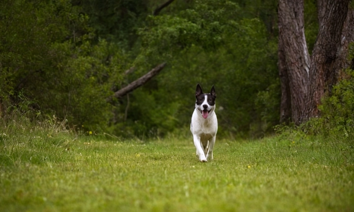 1) Un perro de razón canina robusto y trabajadora con carácter único, midiendo alrededor de medio metro de largo y una pulgada El animal debería estar lloviendo o jugando en el paisaje del bosque de las Ardenas, respetuoso y concentrado en su labor 2) Un tono naturalizado que represente la naturaleza robusta e intrincada de las Ardenas Puede ser un ambiente semidescubierto con ramages verdes y rojos o una imagen al aire libre en tono desgastado en tonalidades grises y negras, para dar sensación de tiempo y evocar el espíritu de aventura que rodea a esta raza 3) Una composición simple y minimalista, que destaque la raza canina y su esfuerzo en la labor a realizar La imagen no debe exceder los 1500 pixeles ni tener personajes o elementos secundarios que distraigan de la presencia del boyero