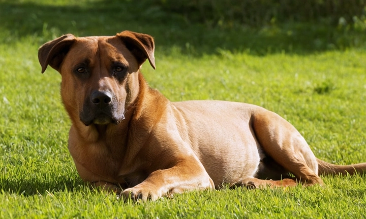 1) un perro de bruto en tono osado, expresión compuesta y decidida; 2) una fuente de iluminación ambiental cálida y suave; 3) elementos que ayuden a dar vida al texto del artículo, como pizarras o elementos decorativos Para resaltar los detalles clave del artículo, se puede incluir el nombre del autor, la fecha de publicación y una simple etiqueta con la palabra Bruno del Jura La imagen debe transmitir un tono amistoso, pero no exento de interacción con su entorno