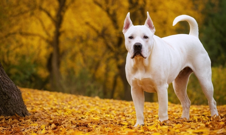 1) Un perro Dogo Argentino adulto, enérgico y concentrado, con la vista furtiva y expresión valiente; 2) Una atmósfera natural y majestuosa, como si estuviera caminando por un paisaje escénico; 3) Un tono de color llamativo y vibrante que destaque su raza, como el rojo o el amarillo dorado