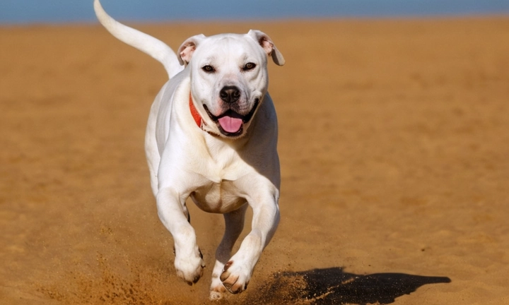 1) un adulto del Dogo Argentino en posesión del propietario, con su expresión resolute y valiente; 2) el color dorado profundo de la piel del can, destacando su robustez y carácter; y 3) imágenes o referencias que ilustren la habilidad natural y agilidad del Dogo Argentino al caminar y jugar en diversas situaciones Es importante que el escenario sea atractivo y realista, para transmitir la majestuosidad y personalidad de esta increíble raza canina