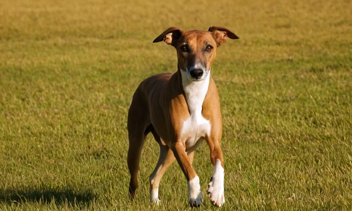 1) Un ejemplar del Lebrel Italiano en un entorno natural, posiblemente con el cielo azul y los colores de la naturaleza 2) Un aspecto general atento e interesado del galgo, que transmite cariño y comprensión a su propio ser Evita mostrar cualquier elemento perturbador o amenazante en la imagen La elección del fondo debe ser minimalista y resaltar el valor de los lebrls como mascotas 3) El texto de la descripción debe estar en el centro de la imagen, con una esférica que lo rodee Debes asegurarte de que la descripción se lee fácilmente y sea relevante para el público al que va dirigida el artículo