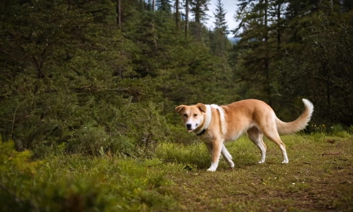 1) Un ejemplar del Jämthund en su entorno natural, como un paisaje de montaña o una selva; 2) Sus características facciones, como la correa y los colmillos recogidos; 3) Su apariencia general, conozca y único, combinando aspectos atléticos y proteicos Evita usar palabras complicadas o extensas que puedan dilatar tu descripción