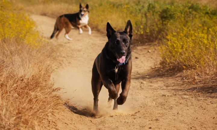 1) Un Mudi en acción, jugando con sus compañeros o explorando su entorno natural; 2) Una vista aérea o paisajística del terreno donde el perro vive; y 3) Un aspecto general del perro en diferentes momentos del día (cumpleañero, tiempo de estar solo) La imagen puede incluir colores típicos para Mudi, como marrón, chocolate y rufo, y mostraría un enfoque cuidadoso en los rasgos específicos de este lindo animal