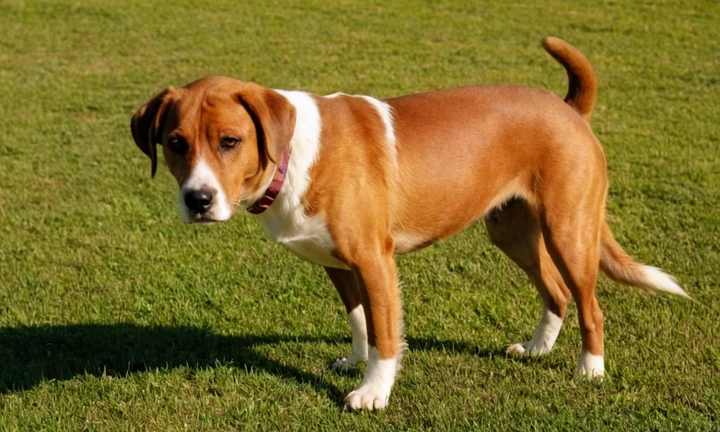 1) Un perro Mudi en distintas etapas de su vida, como cachorro y adulto; 2) El aspecto general del perro con características únicas como su pelaje grueso y tupido, colores contrastantes y facciones atractivas; 3) Algunas imágenes específicas o detalladas del perro Mudi en acción, como saliendo de casa o corriendo Debería tener un tono amarillo o naranja con flecos rojos o morados La imagen debe transmitir el interés y la curiosidad por descubrir los rasgos únicos y características del perro Mudi