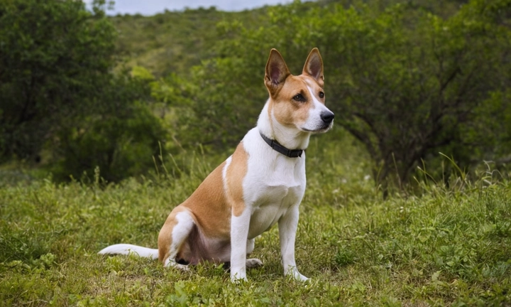 1) Un hermoso Perro de Chindo enmarcado en una belleza natural, con suaves tonalidades y un ambiente acogedor 2) Suave pelación y minuciosamente estampada para destacar la calidad de su cuidado 3) Personajes atractivos y activos que interactúan con el perro, añadiendo emoción al tema principal del artículo La elección de imágenes puede hacer o daña tu éxito en el mundo digital, por eso es fundamental contar con una imagen que respete las expectativas de los lectores y cumpla con las expectativas del propósito del artículo