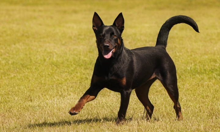 1) un Kelpie Australiano adulto, balanceado y atento; 2) su exuberante pelaje color grisáceo con rayas oscuras y manchas blancas; 3) las patas poderosas y afiladas que sostienen el equilibrio de manera elegante; y 4) una sonrisa travertida y juguetona en su expresión