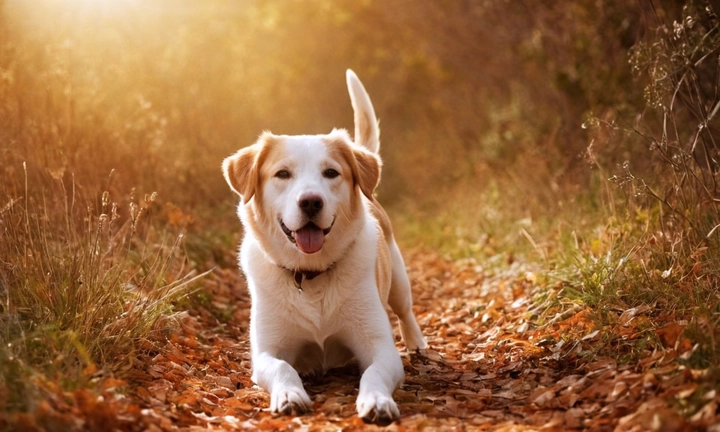 1) un hermoso perro rojo y blanco con facciones alegres, 2) suave textura en el pelaje y una expresión satisfechada o contenta, 3) fondo enmarcado en tonos neutros como beige o marrón para complementar la paleta de colores del perro Asegúrate de que el escaneo sea atractivo y el formato sea adecuado para el propósito publicitario de la imagen