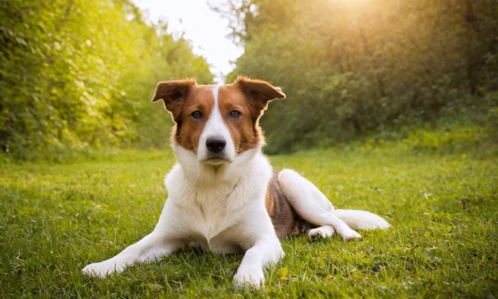 01 Uno o varios perros pequeños y ligeramente diferentes en tamaño, ya que el artículo trata sobre los más pequeños de la categoría canina Es importante representar a los diferentes estilos y razas de estos animales 02 Un fondo neutro que destaque la presencia del propietario/a del perro en el momento de tomar la foto Puede ser un área con vista al paisaje o una habitación personalizada 03 Una perspectiva que permita ver la belleza y la naturaleza de los perros, evitando capturas de caras normales o aglomeraciones La elección de la perspectiva dependerá del propósito de la foto y el enfoque visual deseado por el autor/a del artículo 04 Un tono natural y una composición que destaquen el tamaño, aspecto y personalidad de cada perro El ambiente debe ser cuidadosamente seleccionado para mostrar un carácter único a cada perro representado