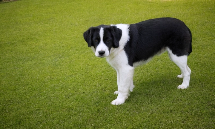 1) Un ejemplar del Sabueso Francés Tricolor en distintas situaciones cotidianas, como caminando por un parque o jugando con otros perros; 2) Imagenes de la estructura de su hogar (sala y jardín); 3) Una vista aérea o panorámica del área donde el Sabueso Francés Tricolor reside No debe incluirse información innecesaria, como nombres propios personales o enlaces de redes sociales