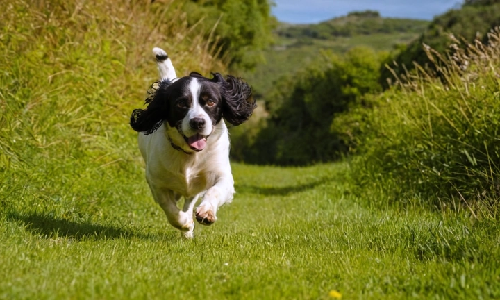 Un hermoso Spaniel alemán en movimiento, tal vez corriendo libremente o jugando con otros perros en un terreno natural El perro debería tener un aspecto cuidadoso y bien cuidado con una fleca impecable y un lindo color de pelaje Incluye algún detalle del perro, como un ojo brillante o una patita curvada hacia adelante, para transmitir su carácter encantador y extrovertido Asegúrate de que la imagen sea atractiva y agradable a los ojos, y respete el formato común de portadas de sitio web (a aproximadamente 10x15 pulgadas)