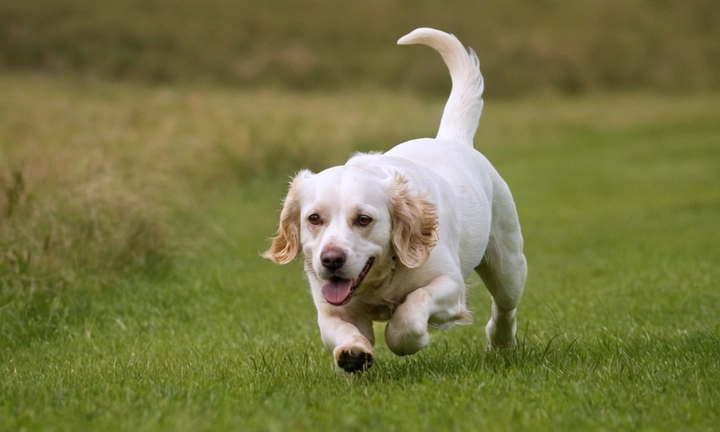 1) El spaniel campo en movimiento, tal vez corriendo o jugando; 2) Sus características principales, como la presencia del pastel y el colgante, o si está lloviendo, así como su expresión facial; 3) La belleza natural del canino, con un aspecto impresionante y realista que refleje su carácter amable e inteligente No se requiere una imagen extensa; simplemente debe transmitir el entusiasmo por este hermoso perro de campo y mostrar a los lectores cuánta información adicional podrán encontrar en el artículo